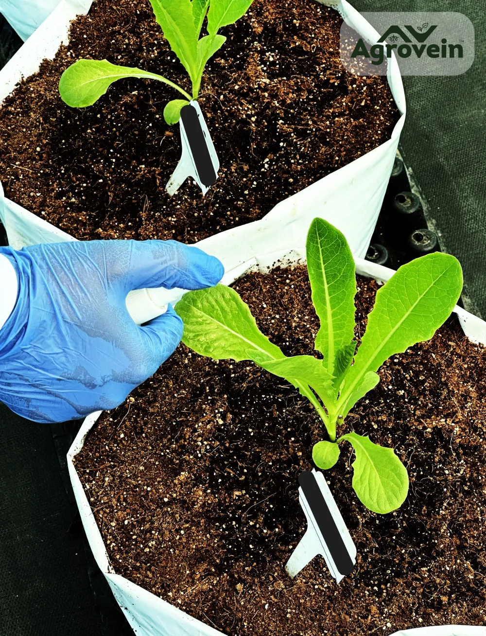 Agrovein Solutions Blog Images