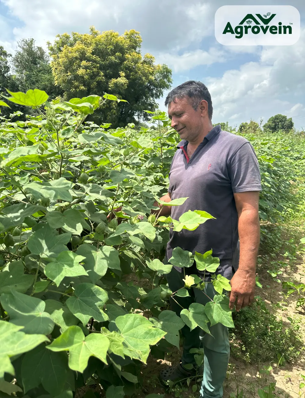 Powerful Results of Mexild on Rice