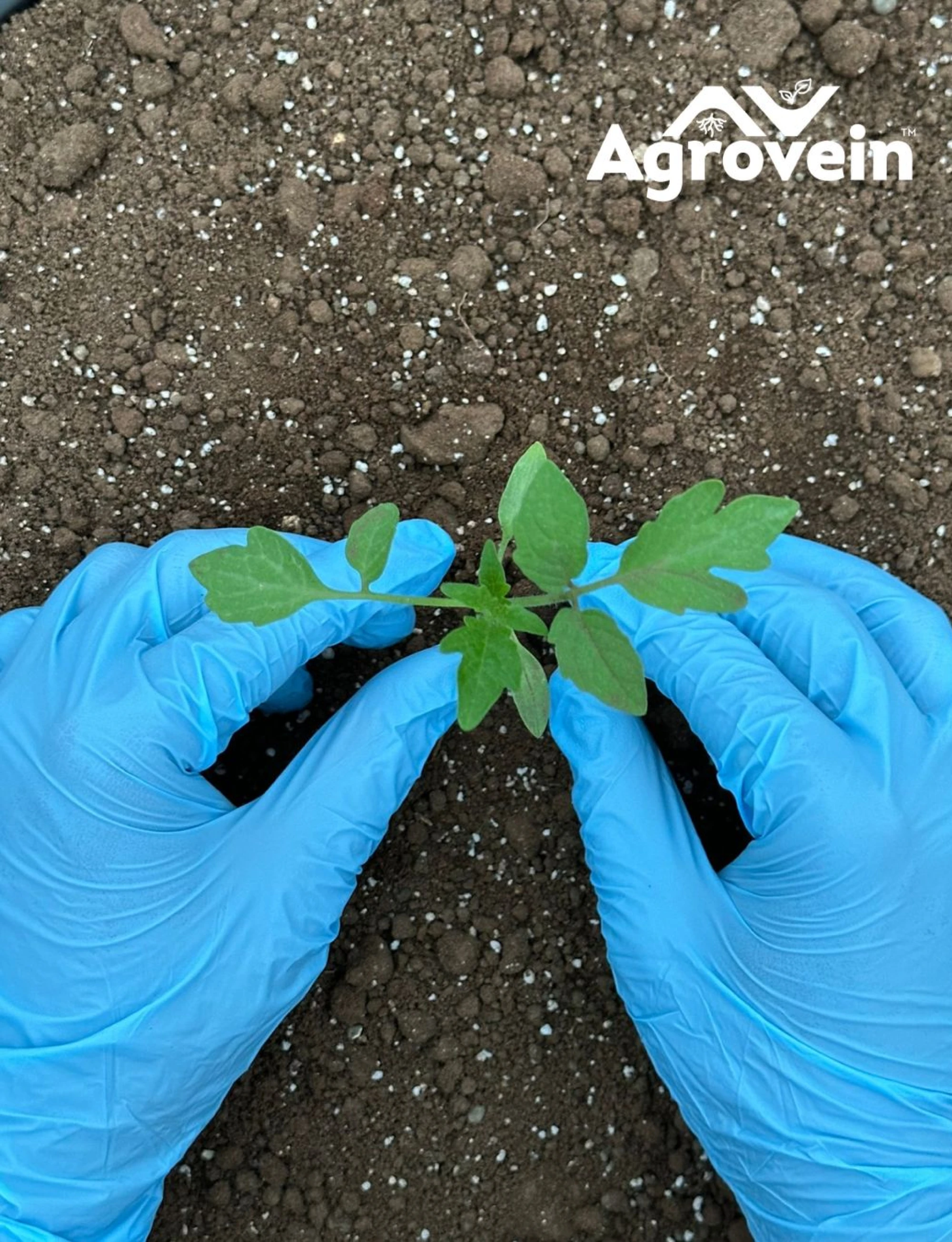 Why Polyhouse farmers adopting Mexild ?