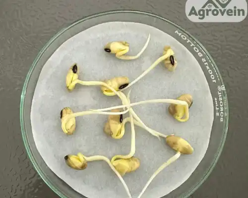 Seed Vigor Assessment Test