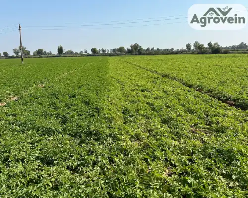 Agrochemical Testing Services